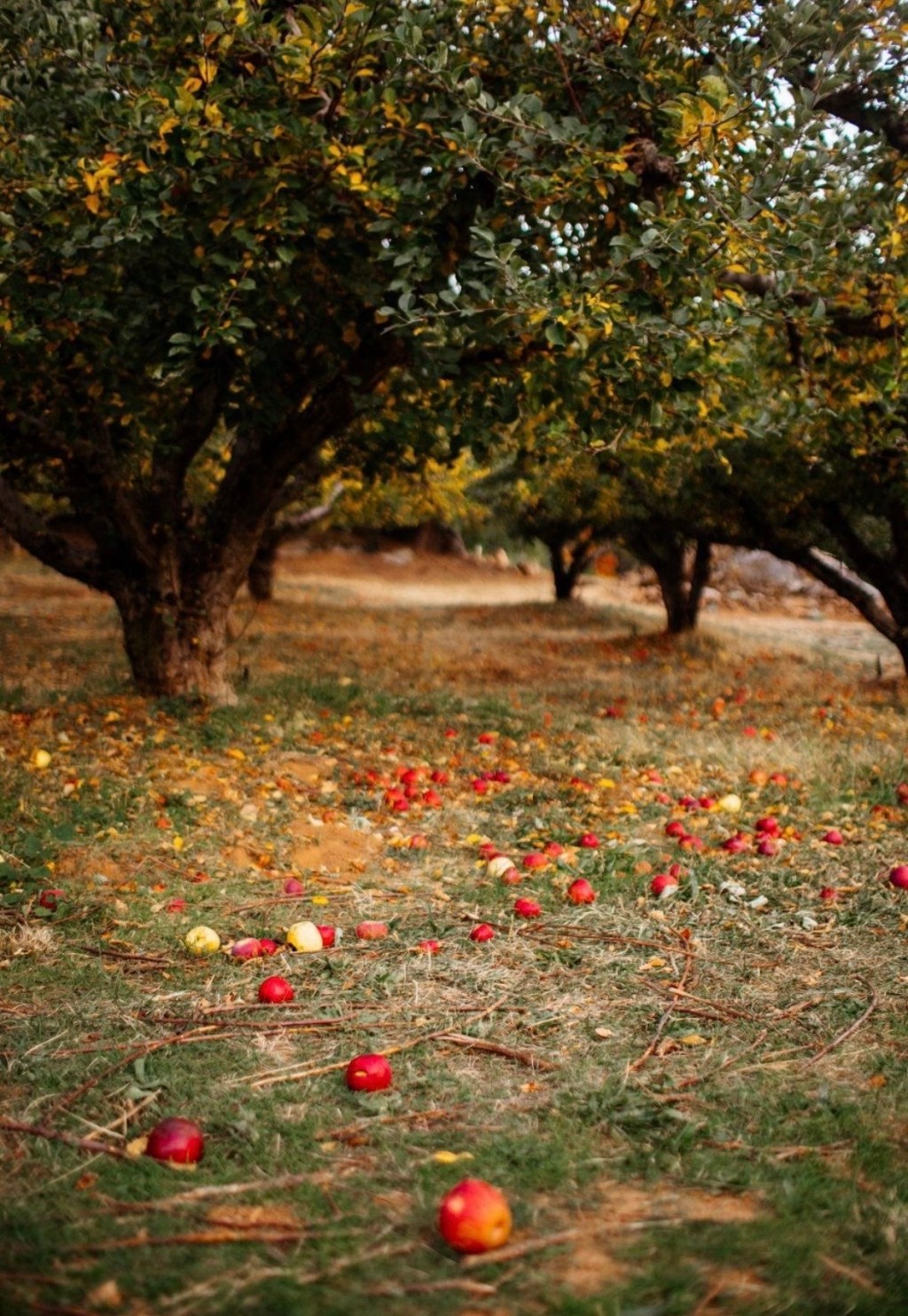 Apple Leather: The Material Changing the Future of Fashion